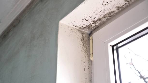 Best Crawl Space Mold Removal  in Cayuga, IN