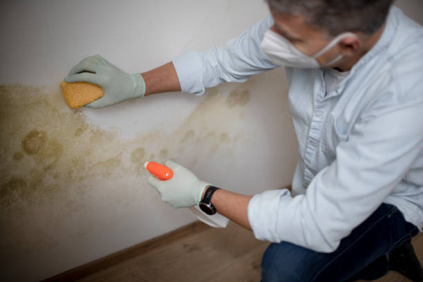Best Commercial Mold Removal  in Cayuga, IN