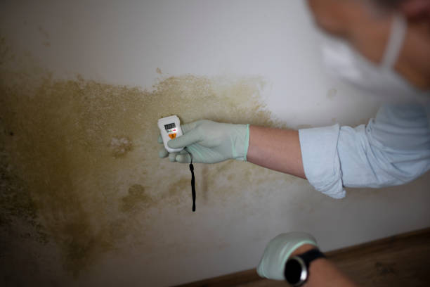 Best Office Mold Removal Services  in Cayuga, IN