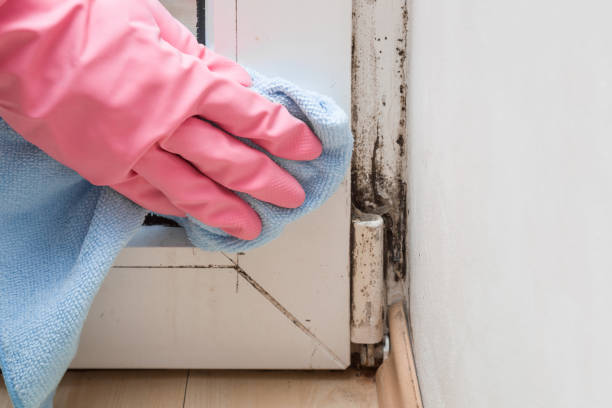 Best Emergency Mold Removal  in Cayuga, IN