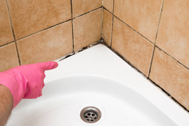 Best Mold Damage Repair  in Cayuga, IN